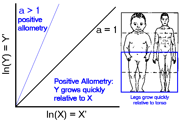 Positive allometry