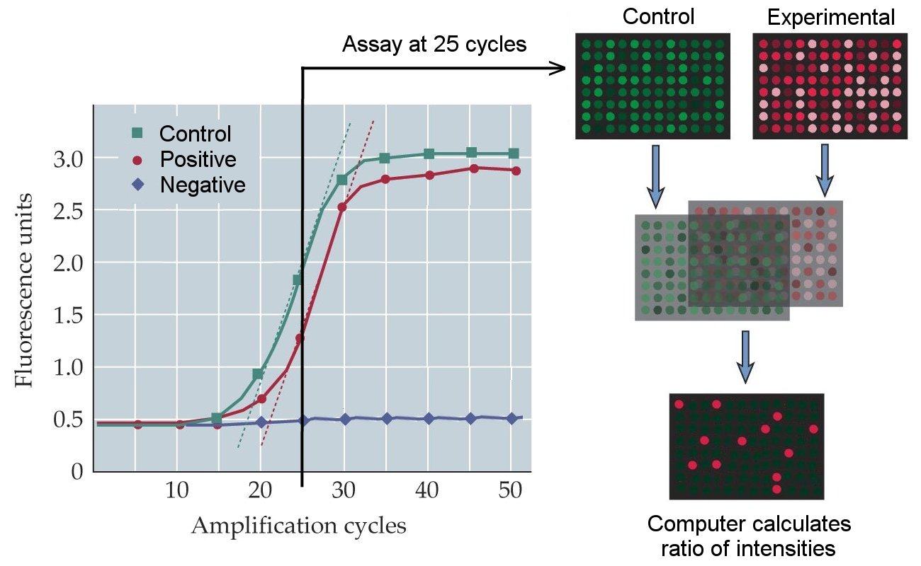 Principle Of RT PCR