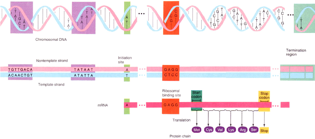 RNA_transcription_summary.gif