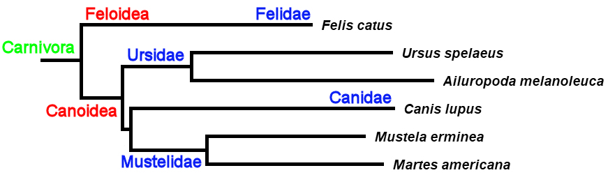 Phylogeny of
        Carnivora