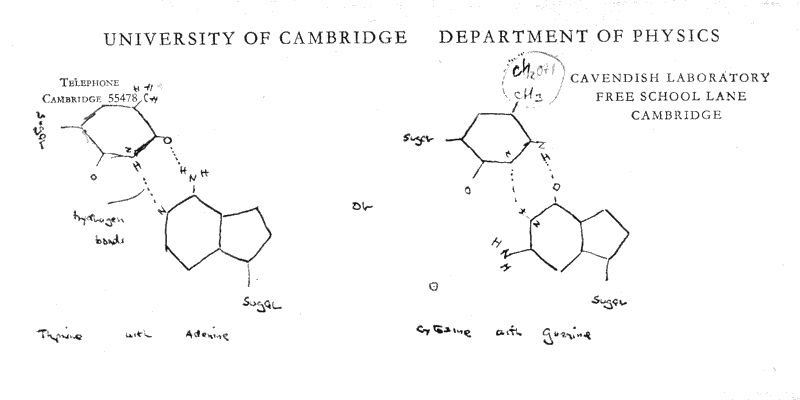 Watson to Delbruck, 1953