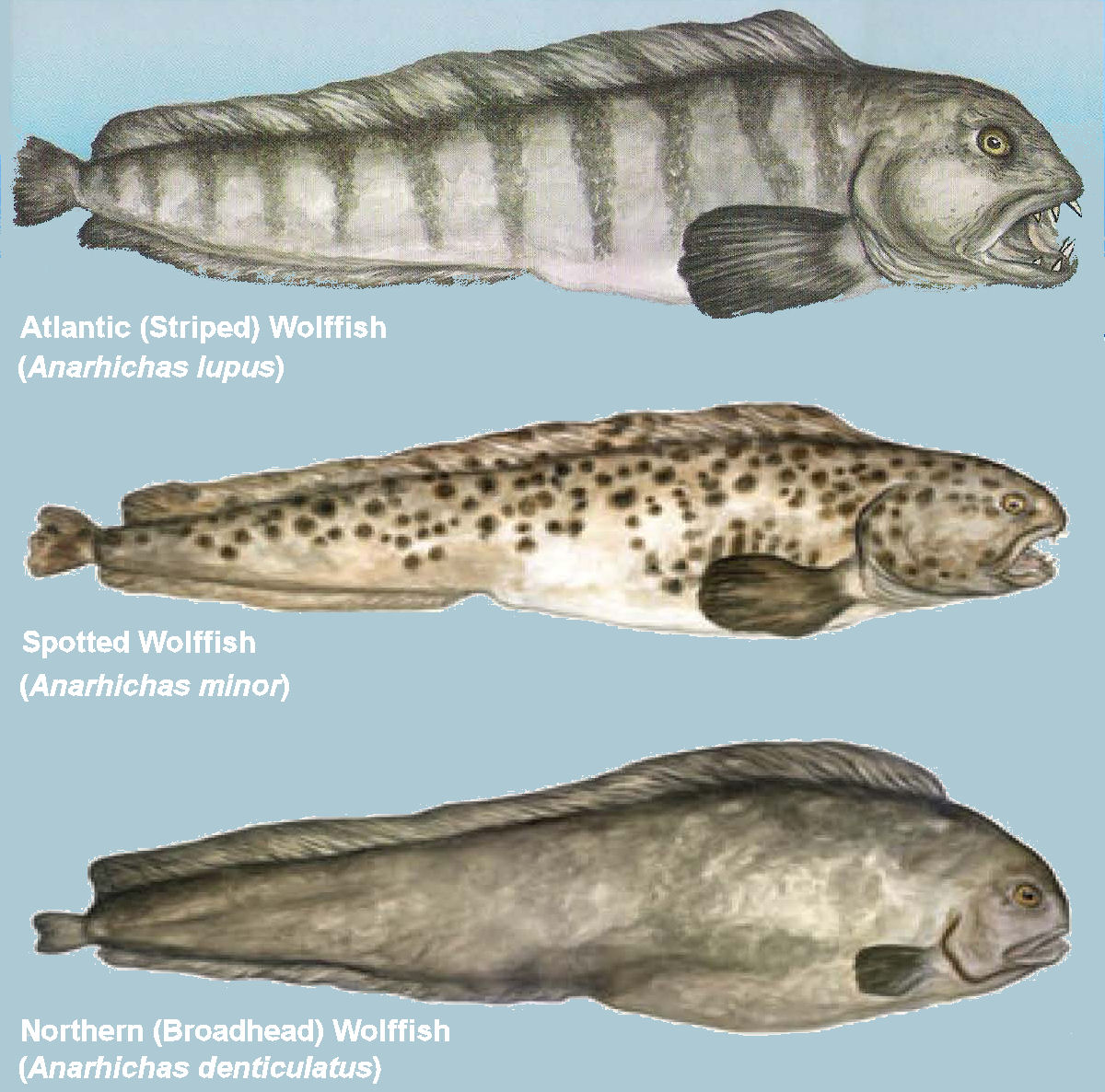 http://www.mun.ca/biology/scarr/Wolffish_spp.jpg