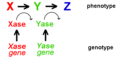 Genotype / Phenotype