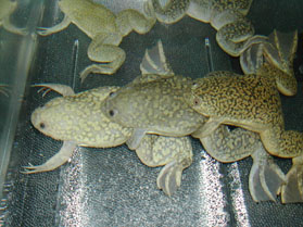 Xenopus frog chain