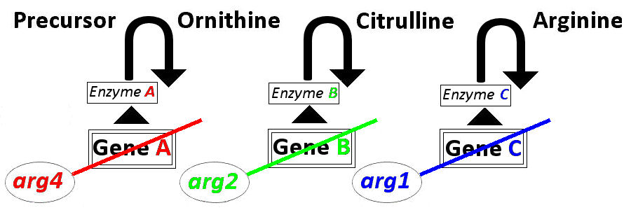 arginine pathway w/ genes