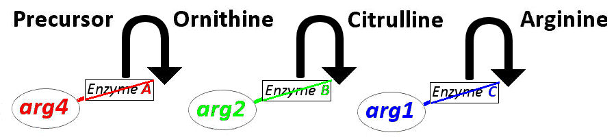 arginine biosynthesis w/o genes