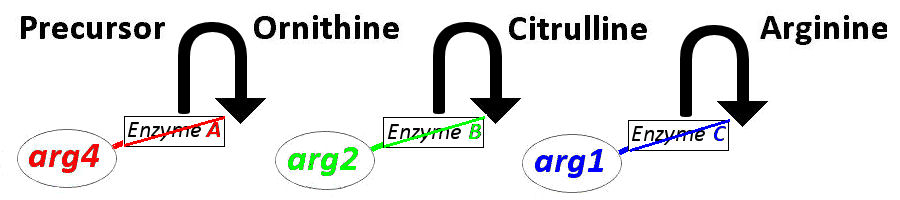 arginine pathway w/o genes