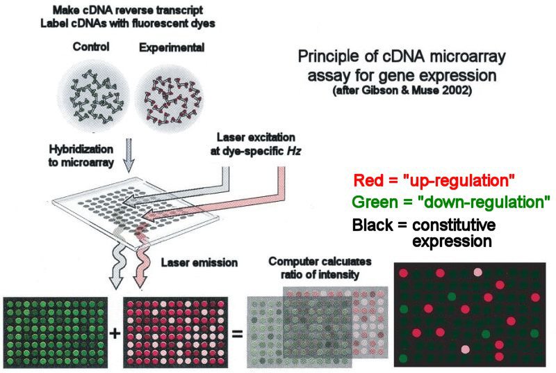 dna microarray copy