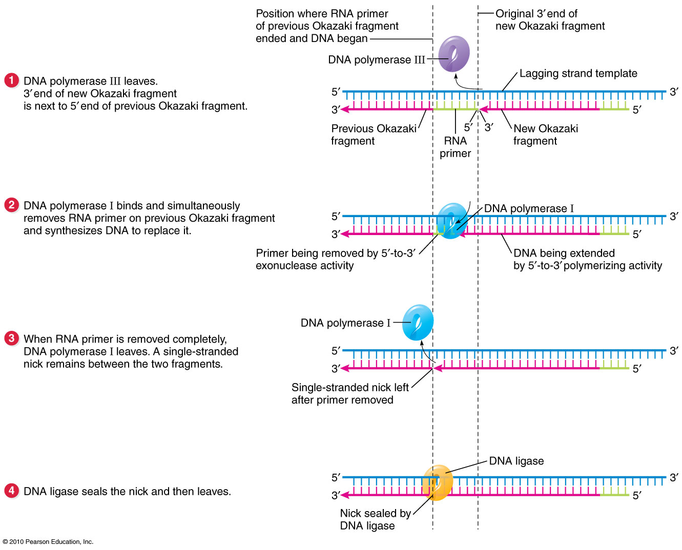 Synthesis Of Dna