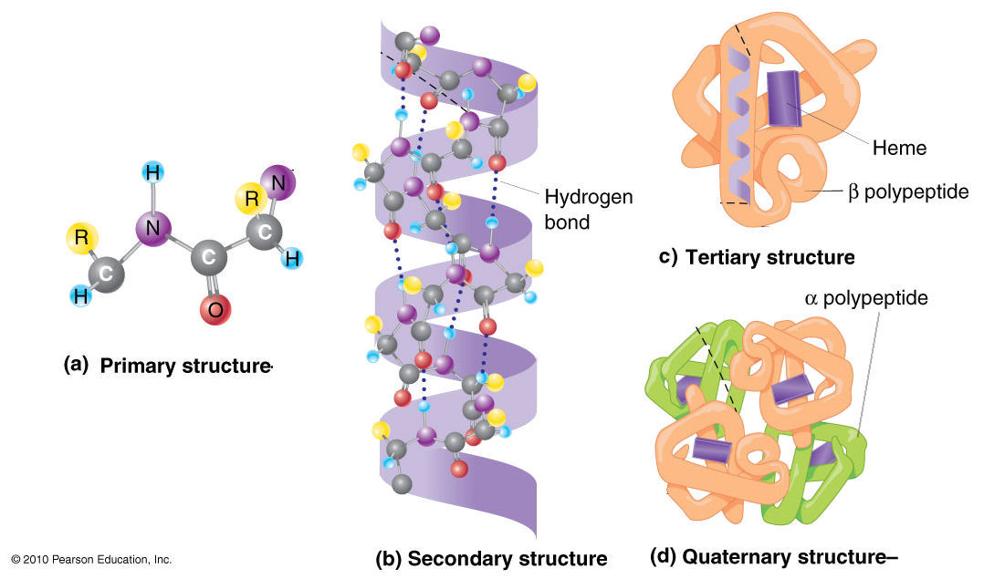 Levels Of Protein Structure. Four levels of Protein