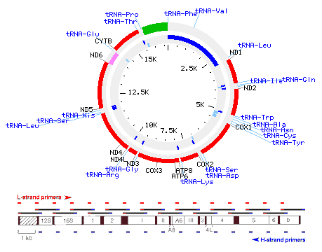 mtDNA genome strategy