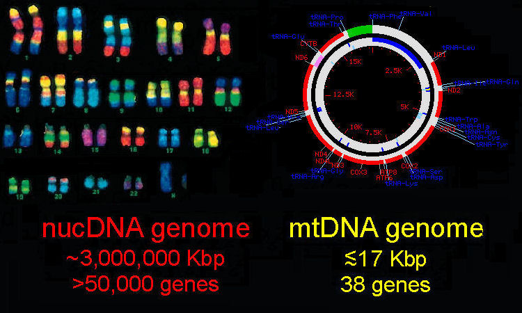 nucDNA vs mtDNA