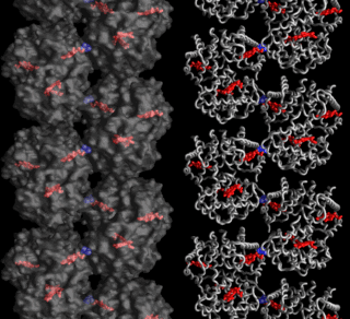 Two depictions of the molecular double strand
        found in deoxy sickle-cell hemoglobin crystals.