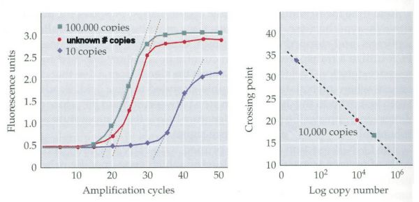 RT PCR