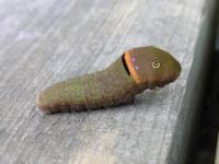 A pictsure of a Canadian Tiger Swallowtail Caterpillar