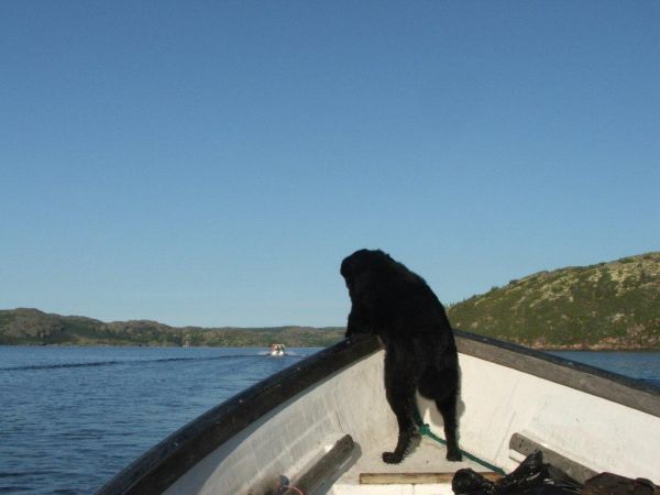 Navigator Mickey the Dog, Labrador