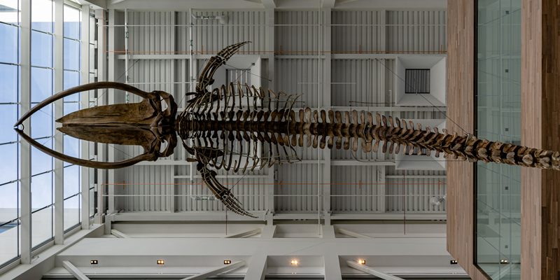 Blue Whale skeleton hanging from the ceiling of the Core Science Facility