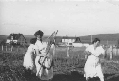 three women making hay