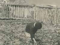 woman in garden