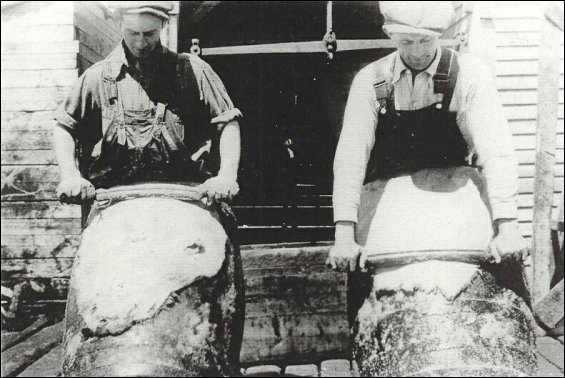 Employés de la Fishermen's Union Trading Company, Tom Russell et Jack Sweetland, travaillant des peaux de phoque.
