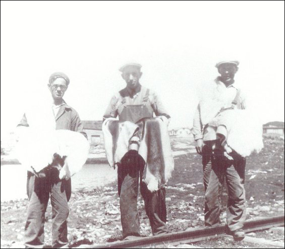 Employés de la Fishermen's Union Trading Company, Jack Norman, William Sutton, avec des peaux de phoque tannées dans les mains.