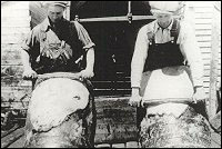 Employés de la Fishermen's Union Trading Company, Tom Russell et Jack Sweetland, travaillant des peaux de phoque.