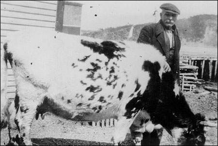 Samuel Gilbert avec sa vache Lady