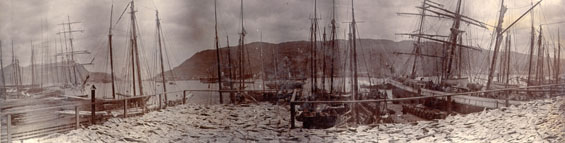Panoramic view of St. John's harbour from Job Brothers & Co. premises, north side, showing codfish spread to dry on flakes