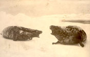 Two seals on ice