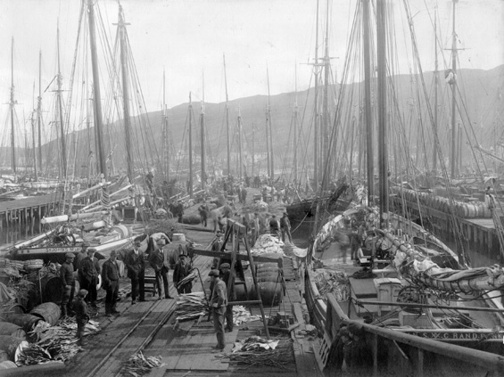 Premises of George M. Barr, fish merchant, St. John's, Newfoundland