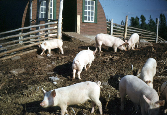 Pigs on a farm in Cartwright, Labrador
