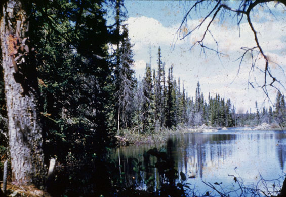 Beaver dam, somewhere in Labrador