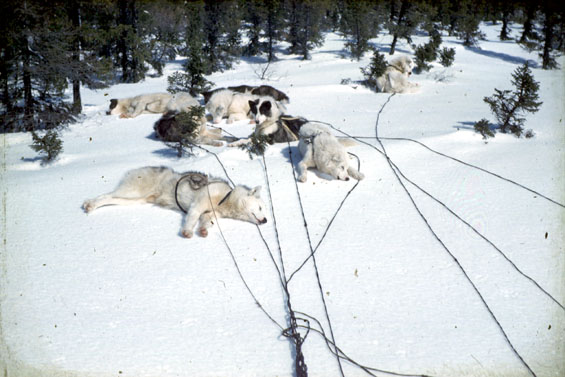 Sled dogs resting during a medical trip to Table Bay, Labrador
