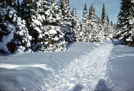 Trail in Labrador, near North West River