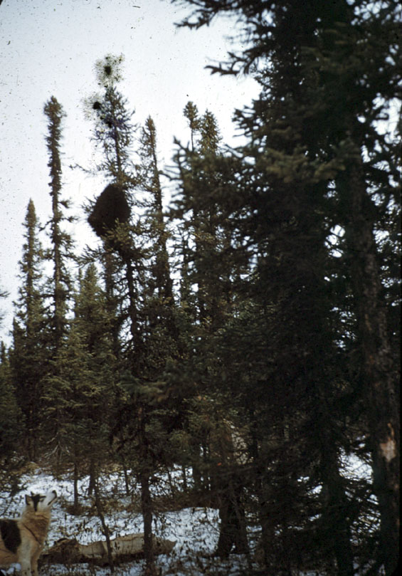Russel Groves' dog, Spot, looking at a porcupine in a tree in Labrador