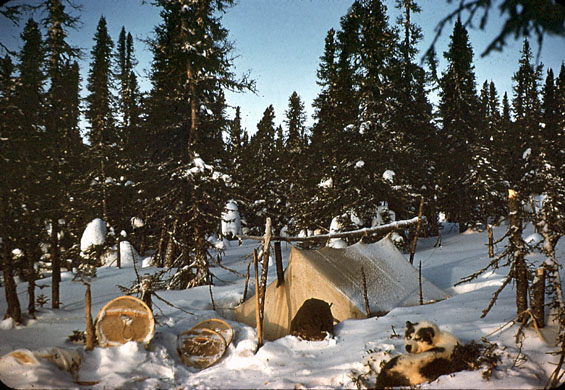 Trapper's tent, likely belonging to Russell Groves, in Labrador