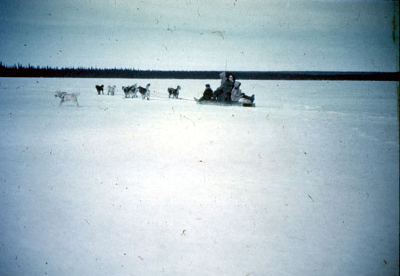 Sled dogs pulling a komatik in Labrador