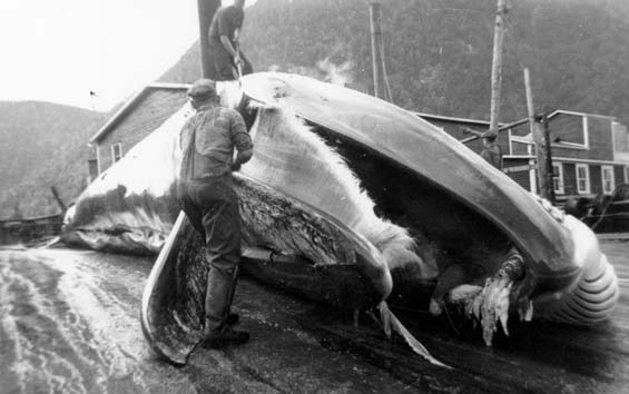 Flensing a whale in Williamsport, Newfoundland