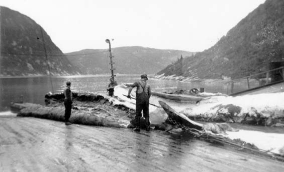 Flensing whales in Williamsport, Newfoundland