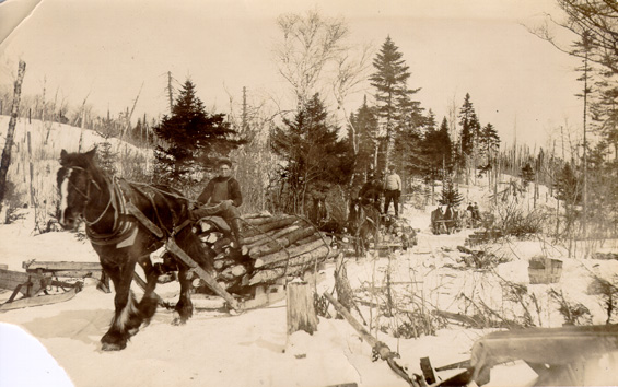 Horses hauling logs back to the paper mill at Grand Falls, Newfoundland