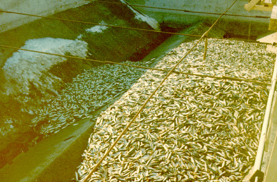 Fish at a fish plant in Newfoundland