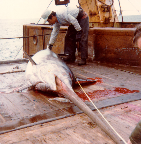 Measuring a swordfish, caught during a Japanese squid trip in the Sable Island area