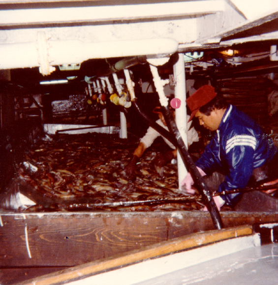 Fishermen sorting through squid inside the 
