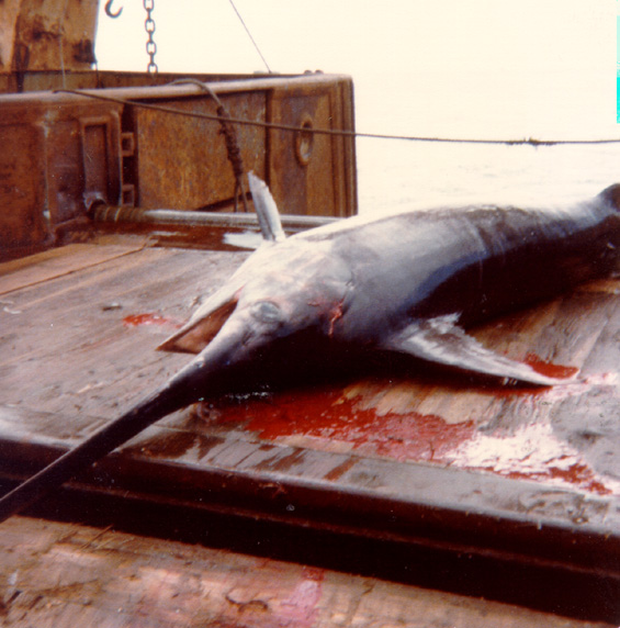 Swordfish on the deck of the 