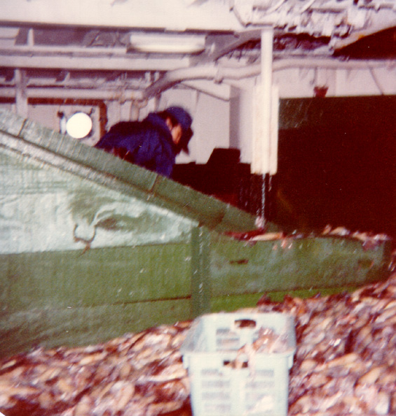 Fisherman sorting through squid inside the 