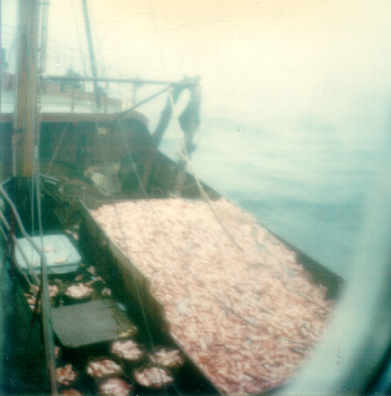Redfish, aboard a trawler