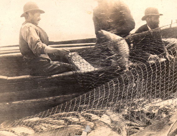 Three men in a boat hauling a cod bag.