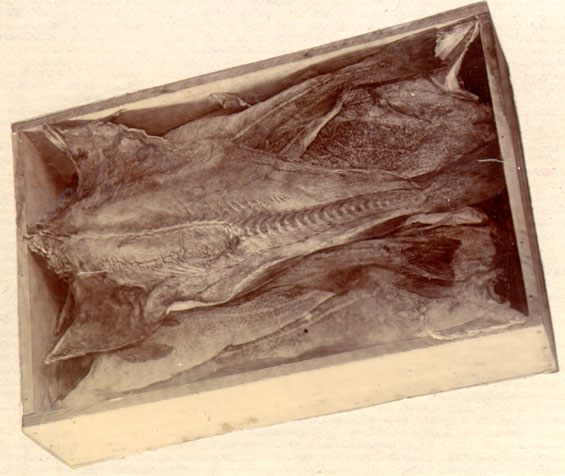 Salt cod fish packed in a box.