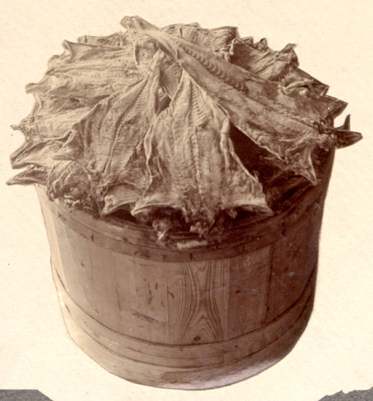 Salt cod fish packed in a barrel.