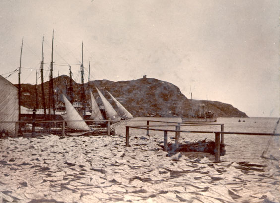 Fish drying on flakes on at Job Brothers and Co., north side of the harbour at St. John's, Newfoundland